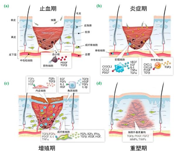 临床外科常见伤口处理的知识点 - 知乎