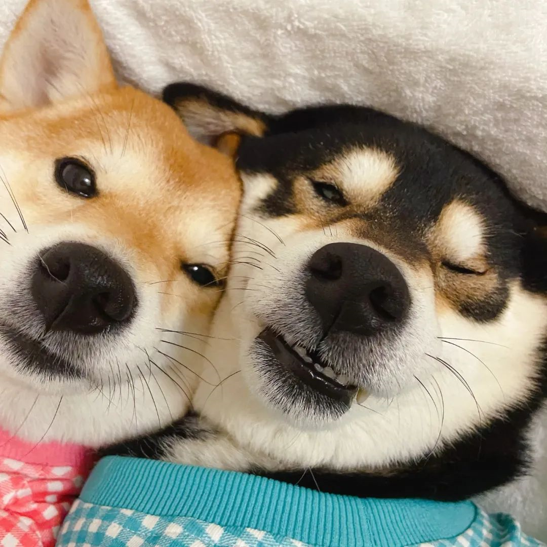 有什么猫狗的情侣头像? - 知乎