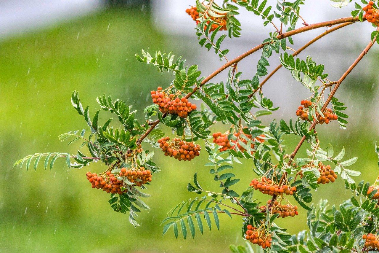 阴雨天有什么好处
