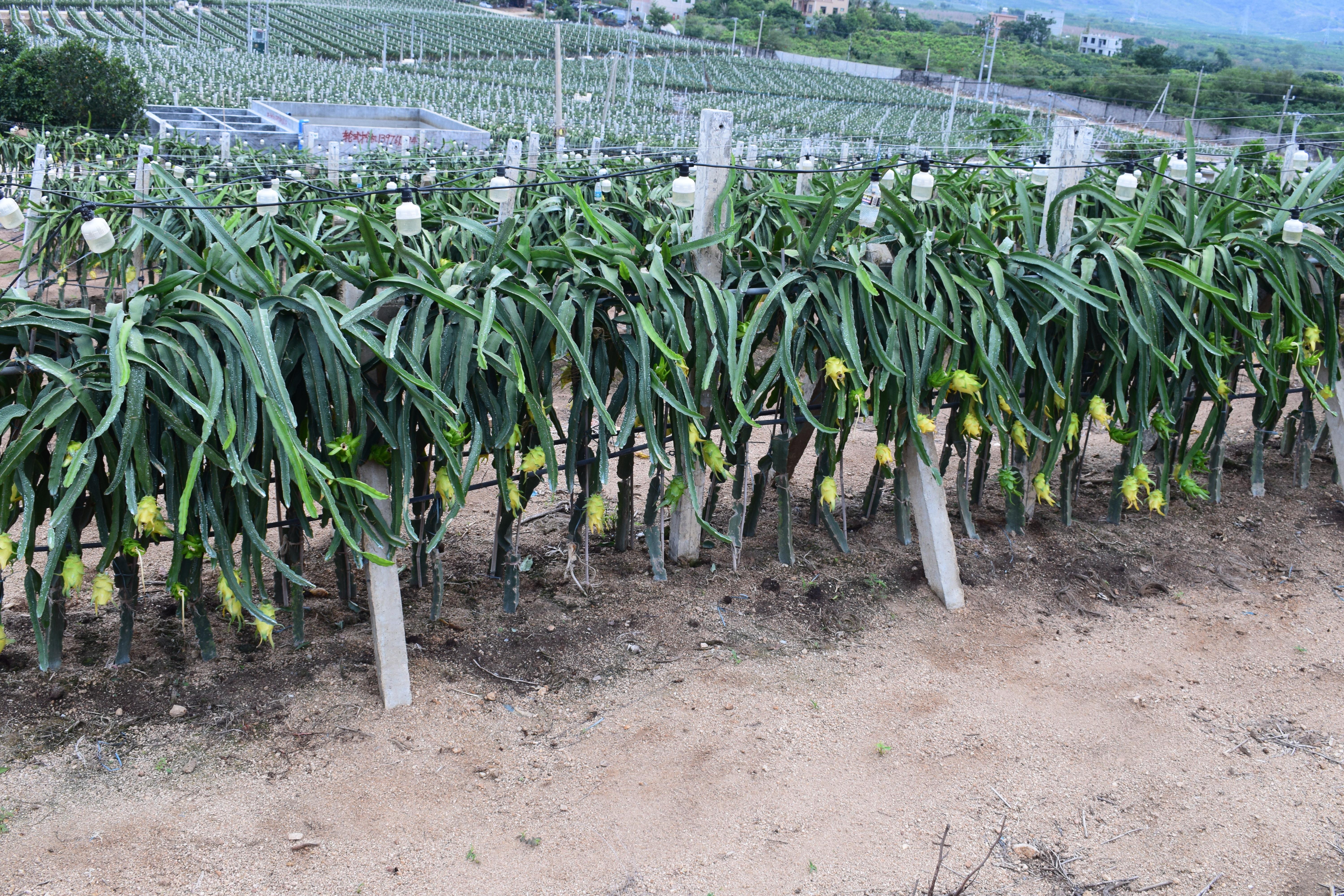 火龙果栽培要点