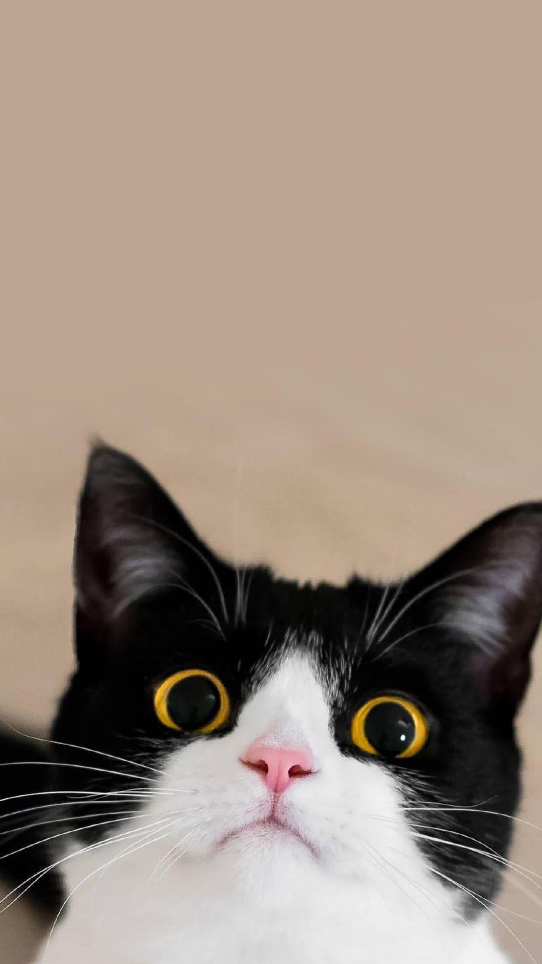 有哪些类似千岁岁那种黑猫的图片