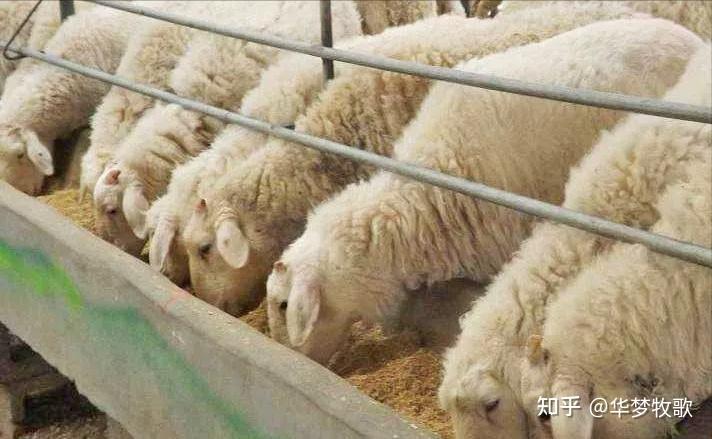 羊也挑食?只吃草料不喜欢吃精料怎么办? - 知乎