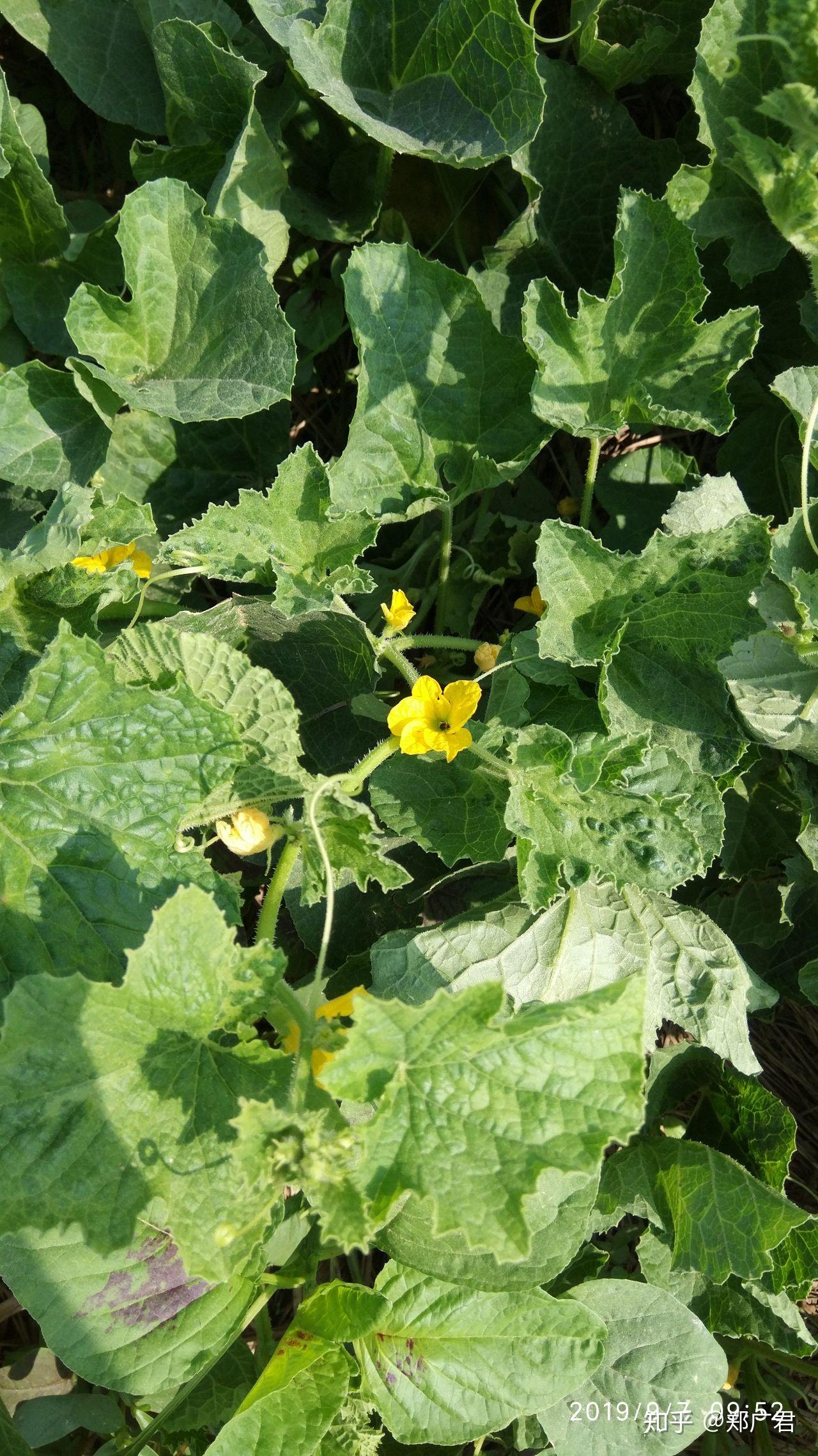 南方所说的"骚瓜"(读音)学名是什么? - 知乎