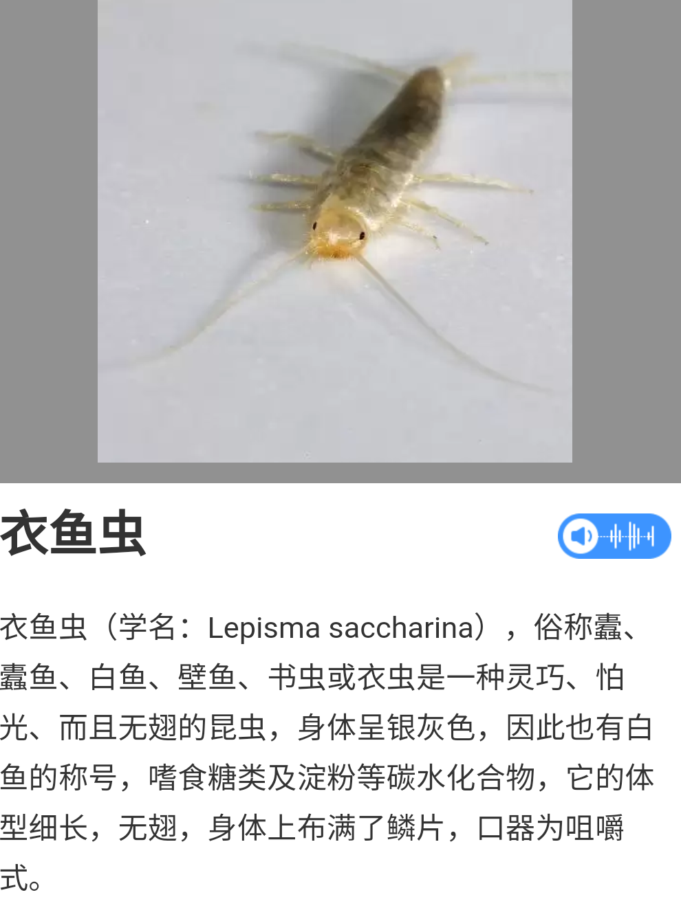 衣服在柜子里放久了今天拿出来发现上面有米白色虫卵请问这是什么虫