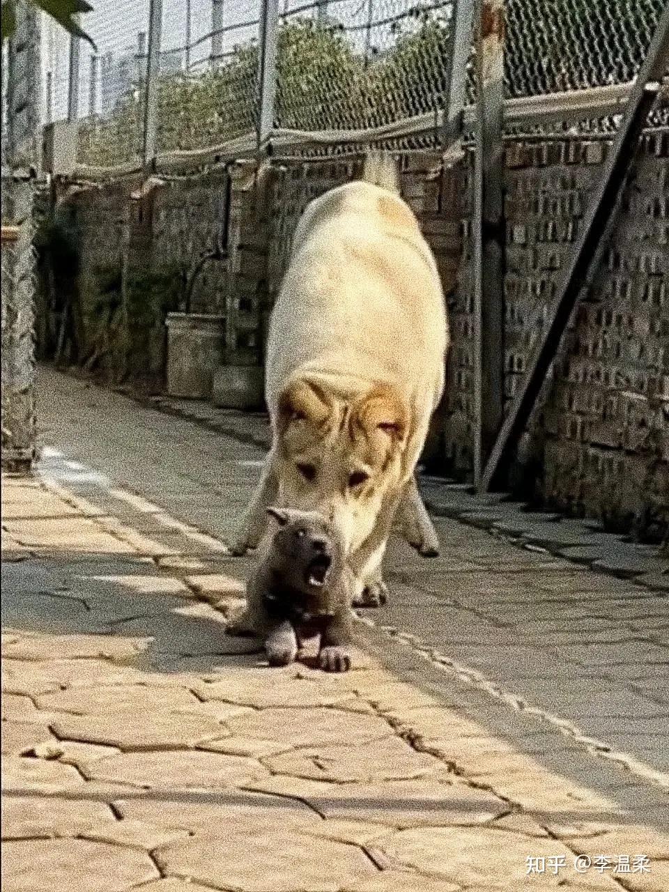 舍不得删的傻狗表情包 - 知乎