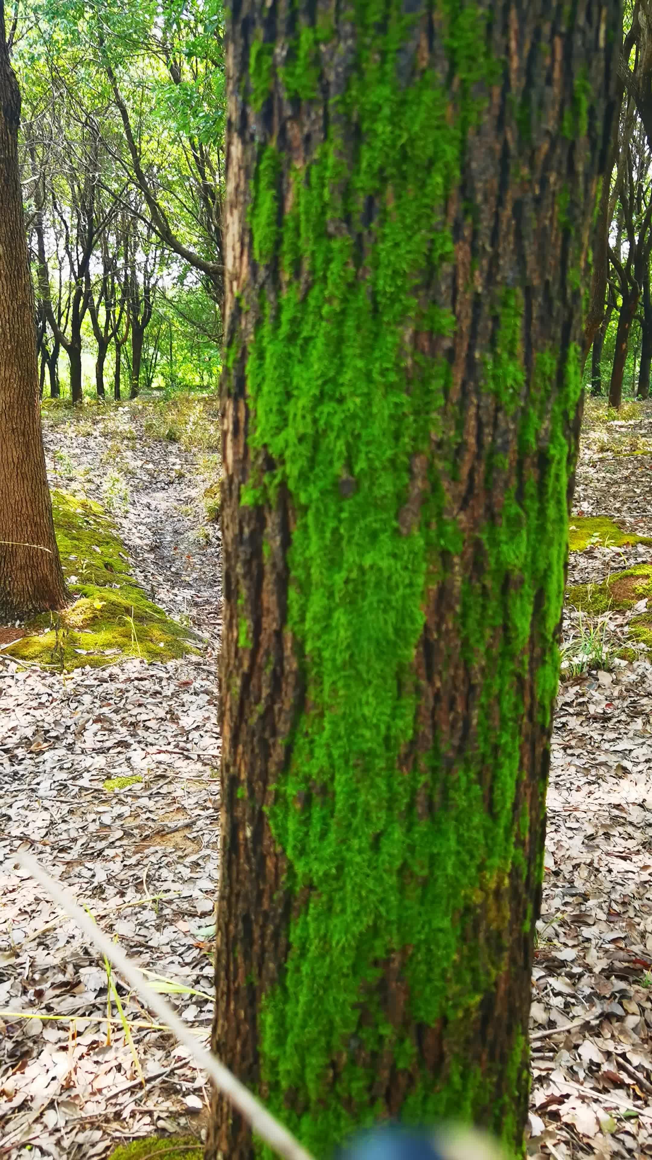 苔藓植物图片及简介图片