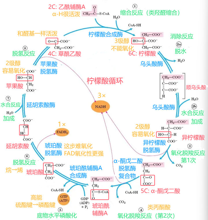 有机化学老师,如何深入理解和记忆三羧酸循环? - 知乎