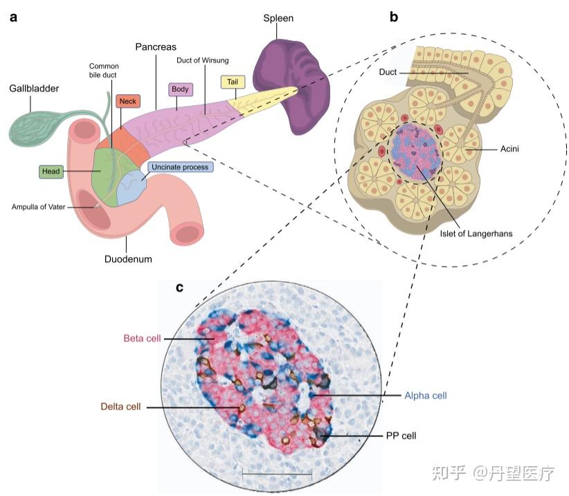 类器官模型——胰腺正常类器官 - 知乎