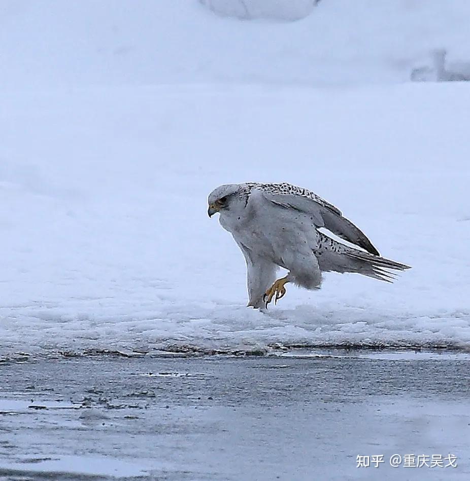 大家知道"海东青"是个什么"鸟"么? - 知乎