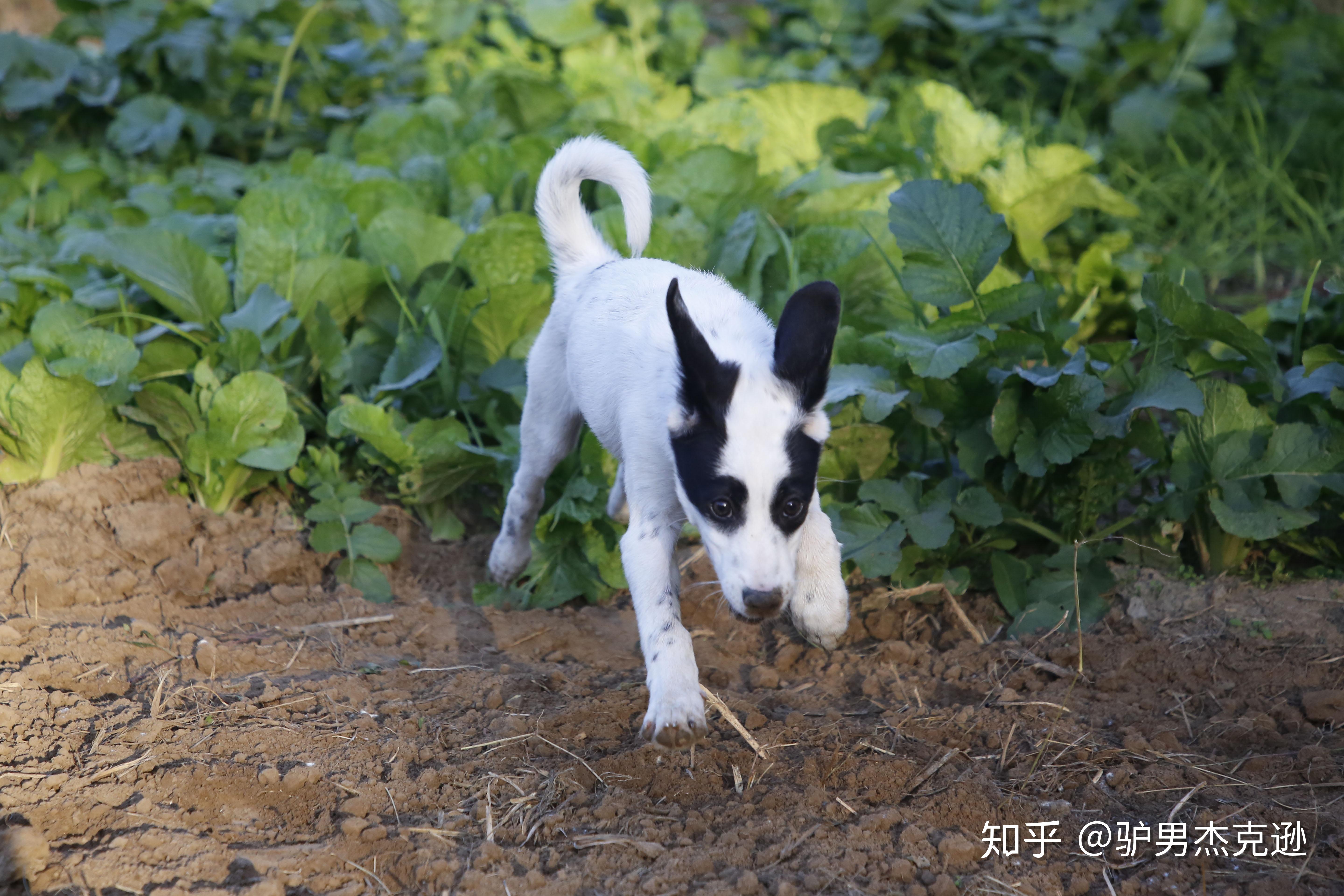 请问拉布拉多和边牧串串怎么样? 