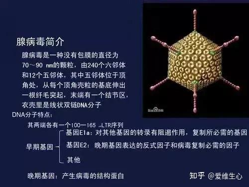 为何今夏腺病毒感染增多 知乎