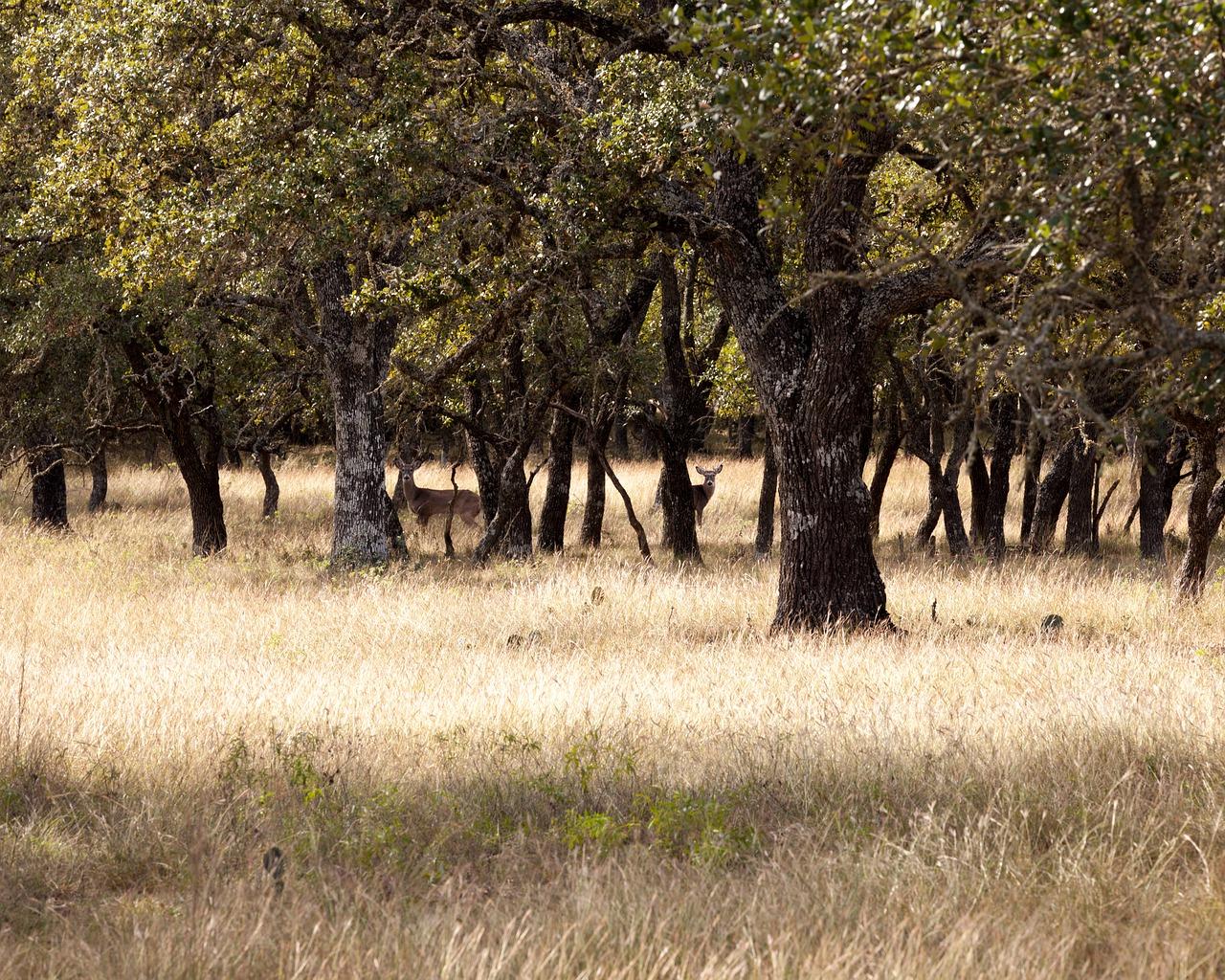 3. 深层施肥技巧