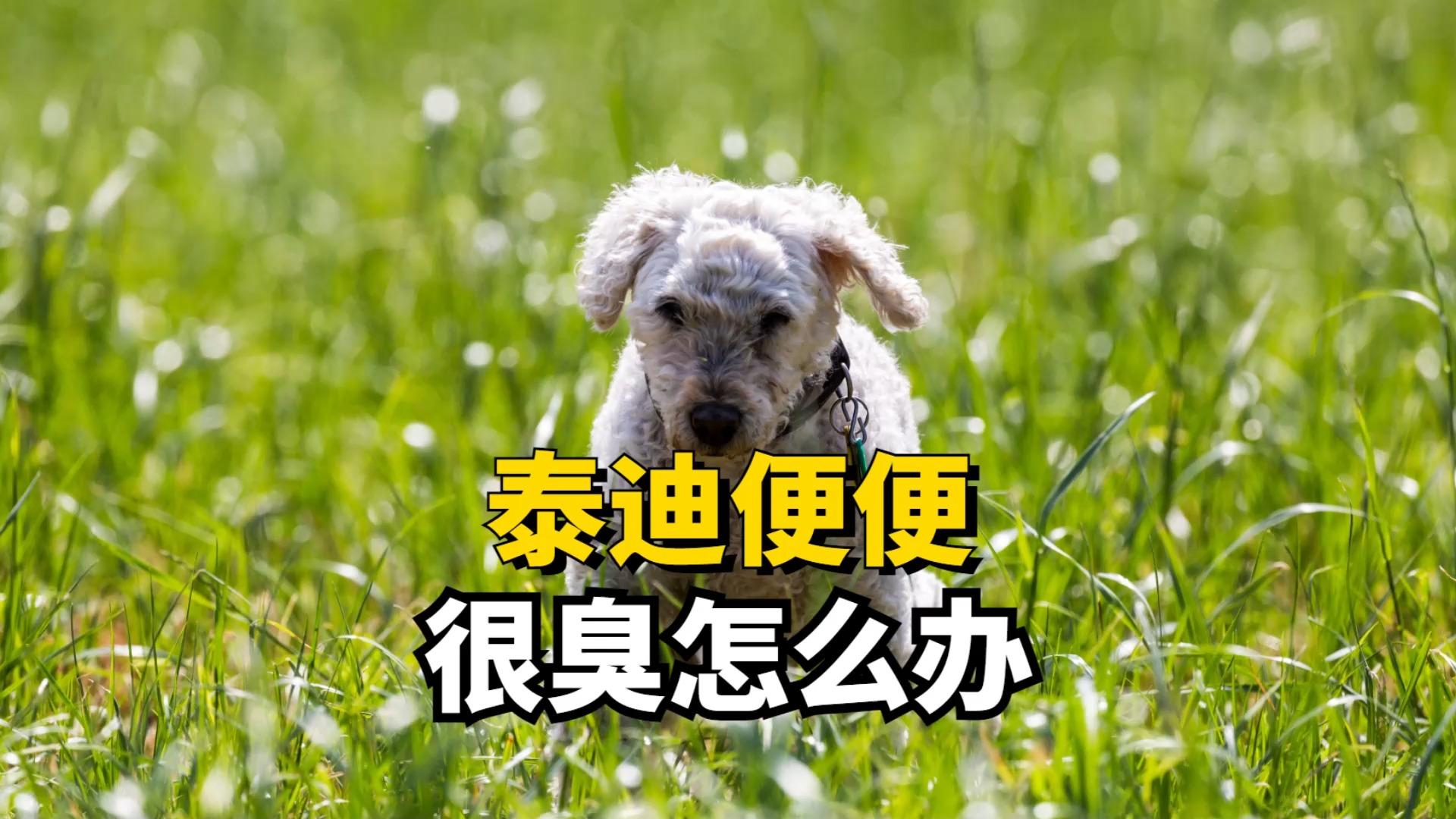 泰迪犬正常便便图图片