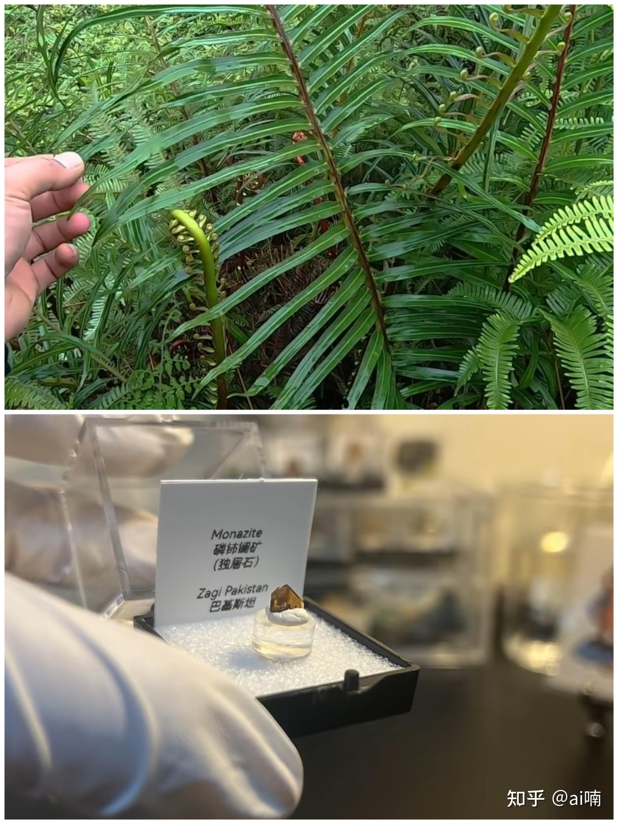 我国科研人员首次在天然植物中发现稀土元素的生物成矿现象，且形成的生物独居石纯净无辐射，这意味着什么？ - 知乎