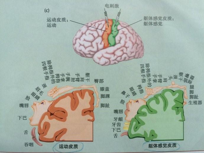 脑科学界著名的「感观侏儒(sensory homunculus)图」是如何得出的? - 知乎