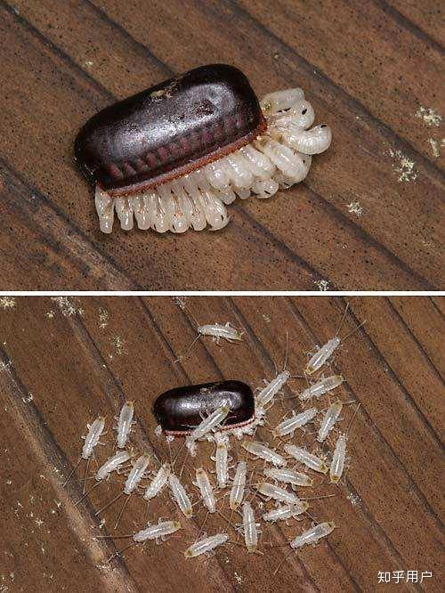 这是蟑螂卵吗