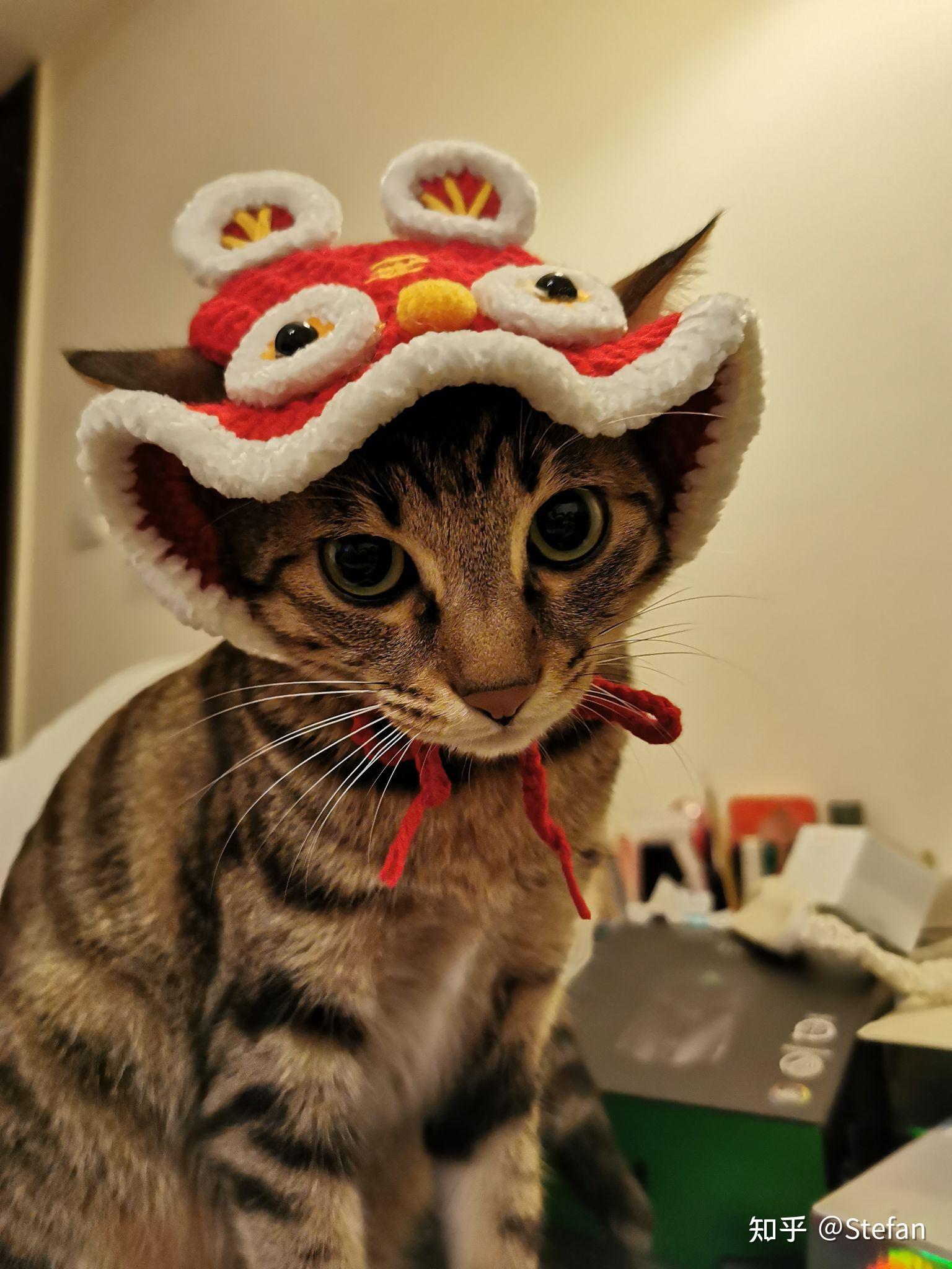 可爱猫咪-穿着红色衣服的猫咪_素材公社
