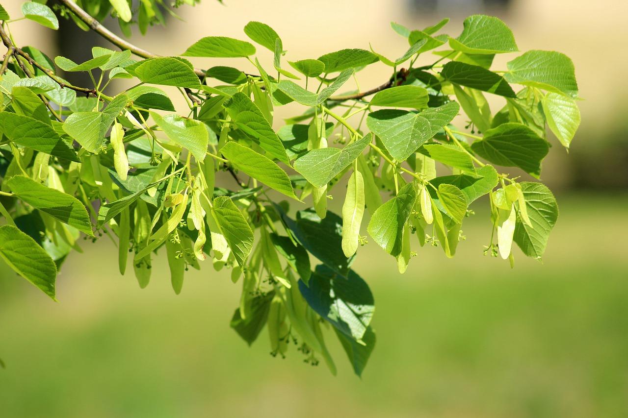 5. 老枝修剪时机