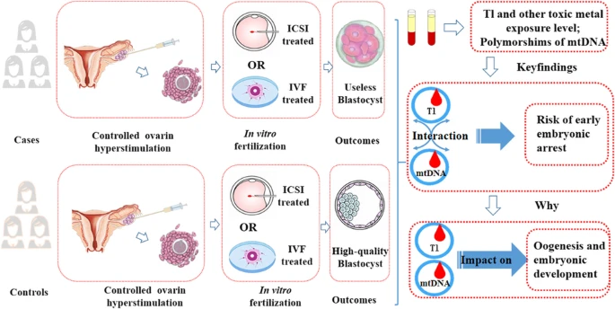 体外受精（IVF）-早期胚胎停滞（EEA），高度警惕 铊暴露 - 知乎