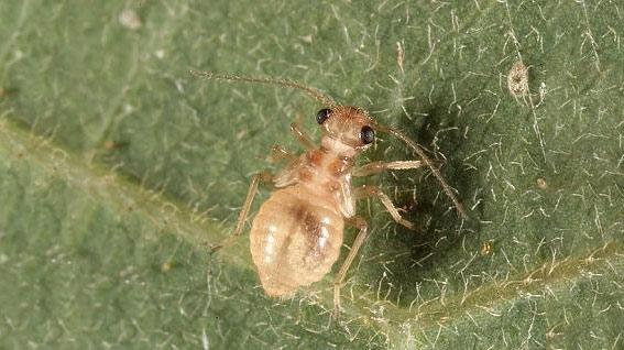 如何消灭啮虫目书虱