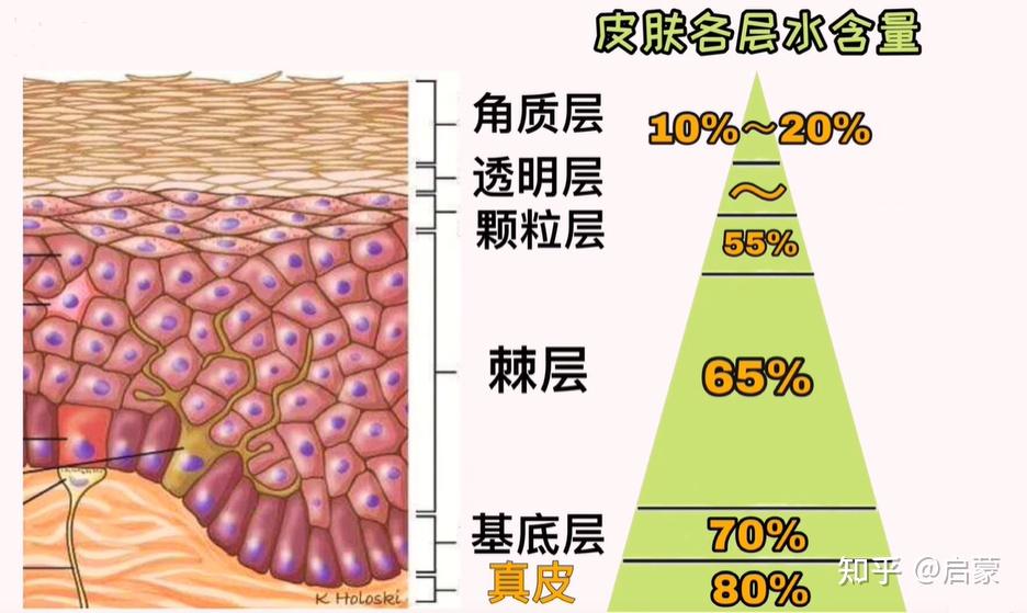 皮肤生理知识解析|表皮结构篇-你不知道的透明、颗粒与有棘层二三事 - 知乎