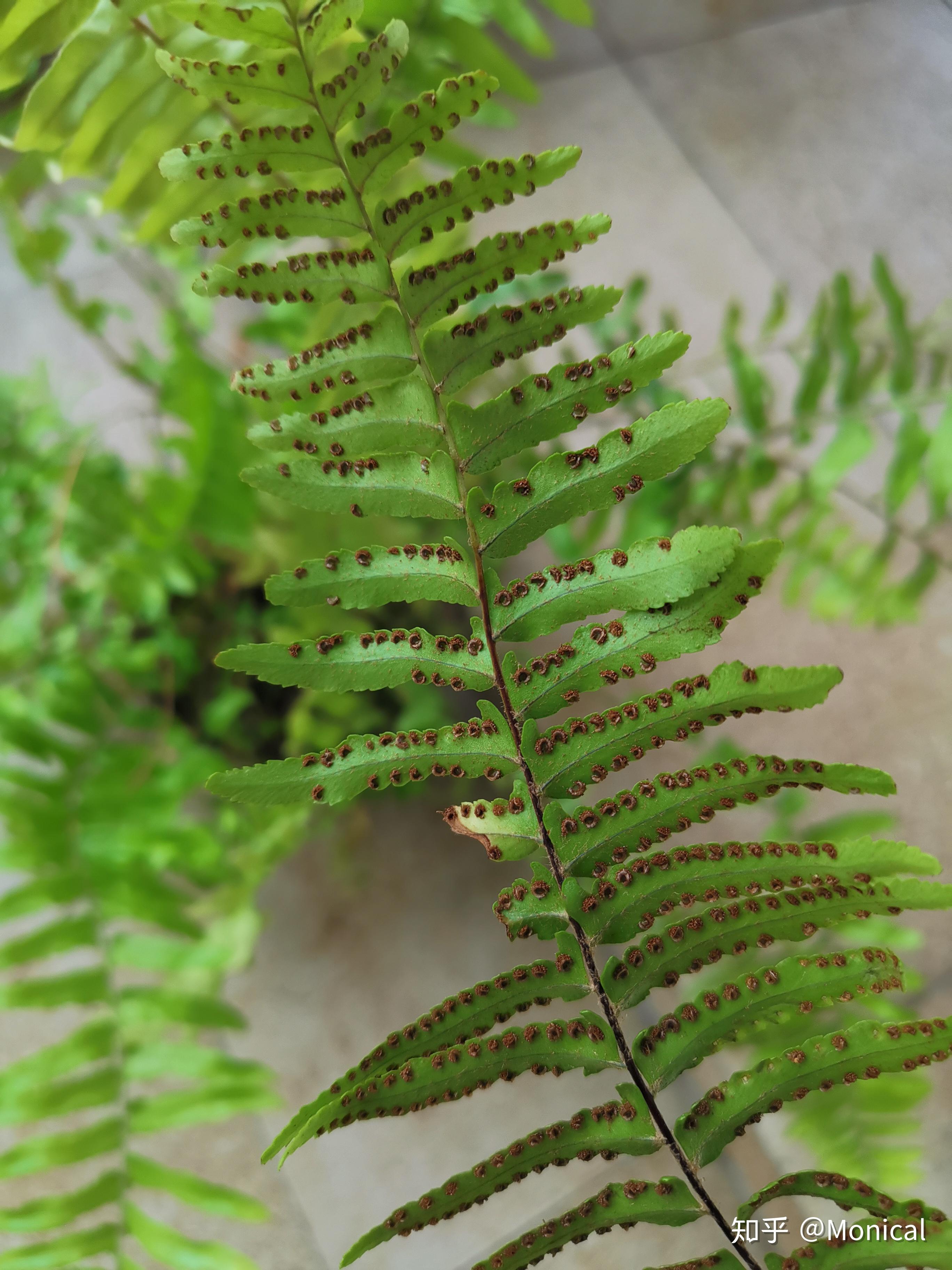 波斯顿蕨叶子背面长一排黑色是什么