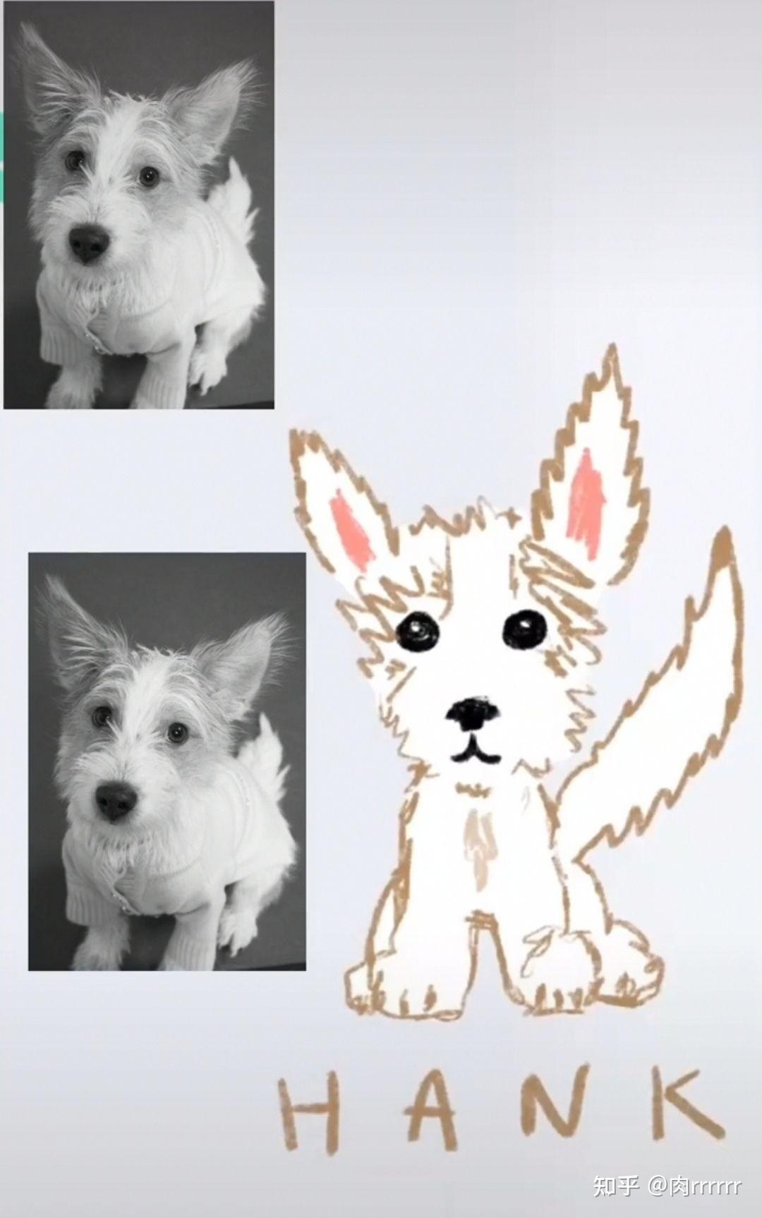 rosé朴彩英的狗狗hank究竟是什么品种的