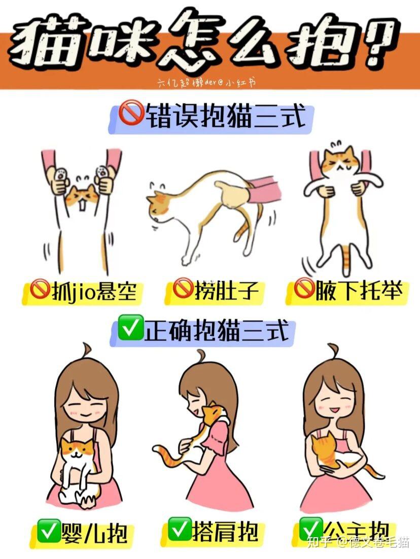 如何抱猫,才是主人最安全且让猫最舒服的姿势? - 知乎