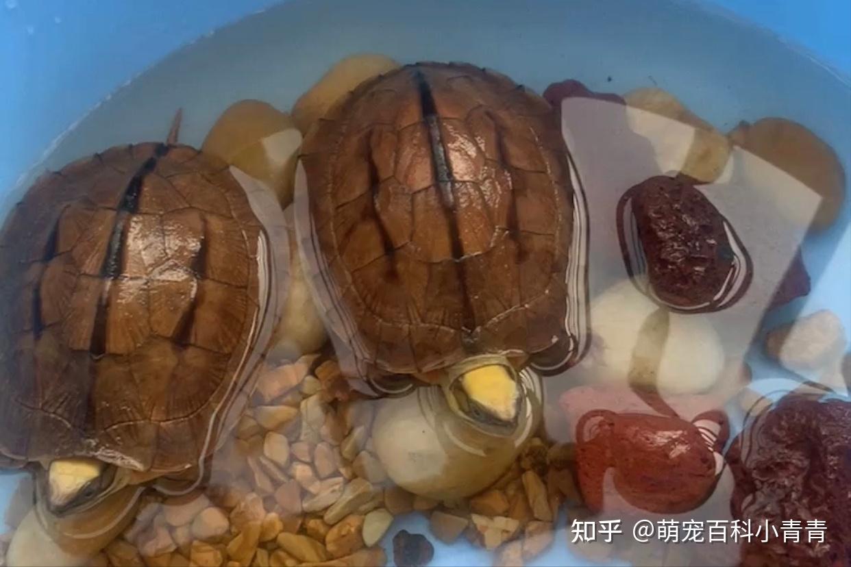 常见宠物龟有哪些？最常见的10种宠物龟，快来看看有你的乌龟吗！ - 知乎