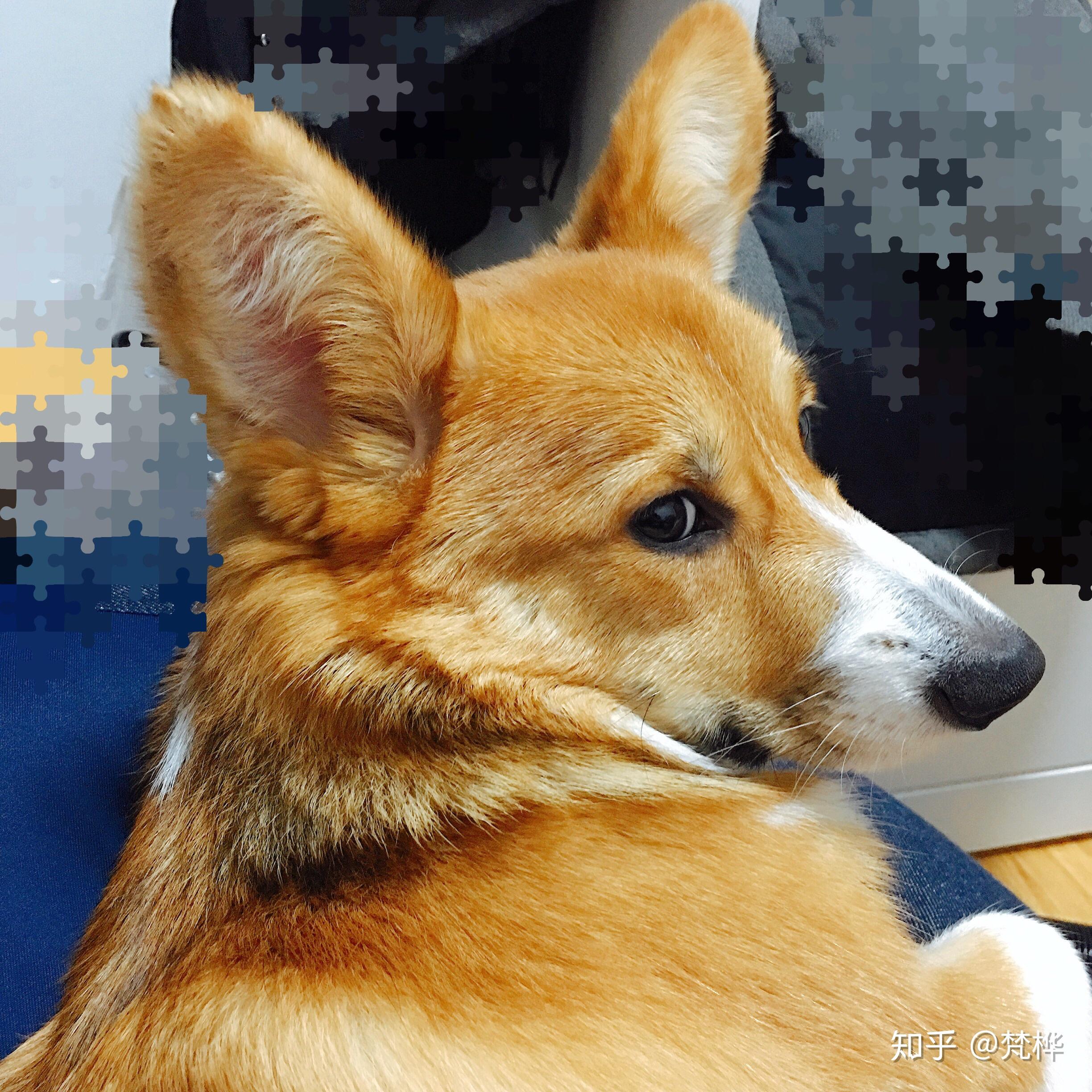 我家柯基宝宝一个多月脸花色有点阴阳脸换毛后会好点吗