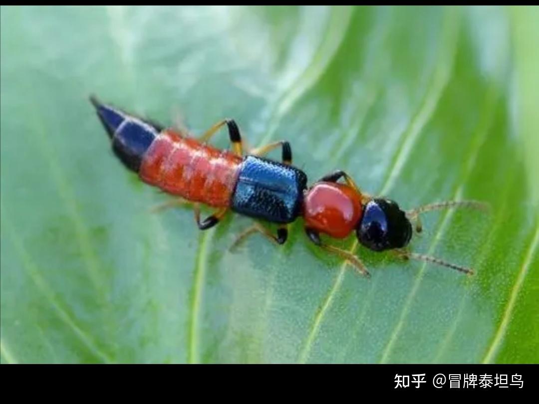 蠼螋会飞吗?家里发现长得像蠼螋,但是长透明翅膀的小飞虫,请问是什么虫子? - 知乎