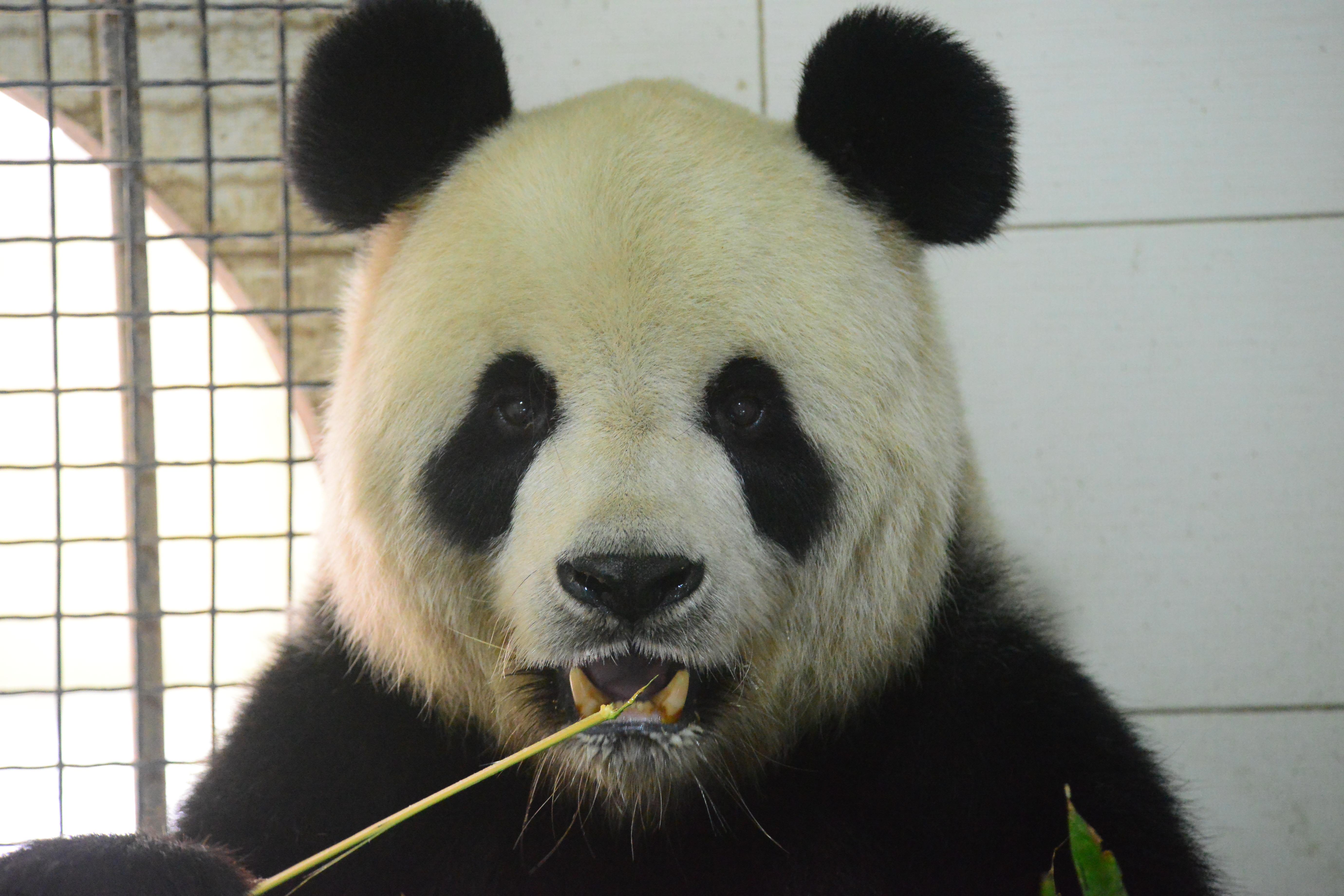佛系动物大熊猫的牙齿成长史