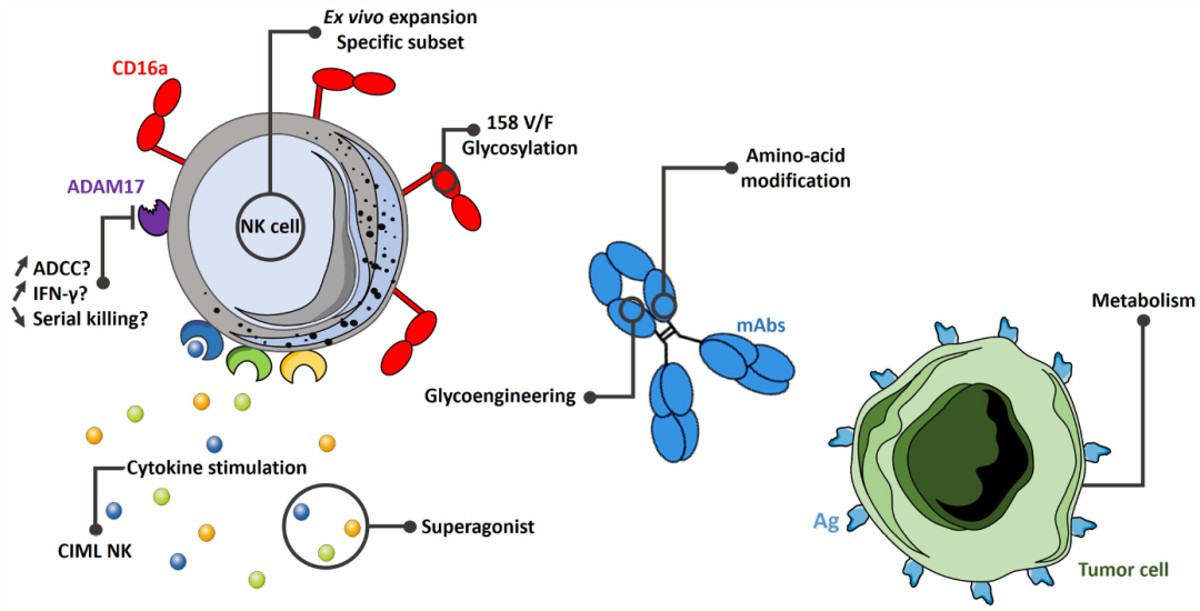 t淋巴细胞为什么不介导adcc作用
