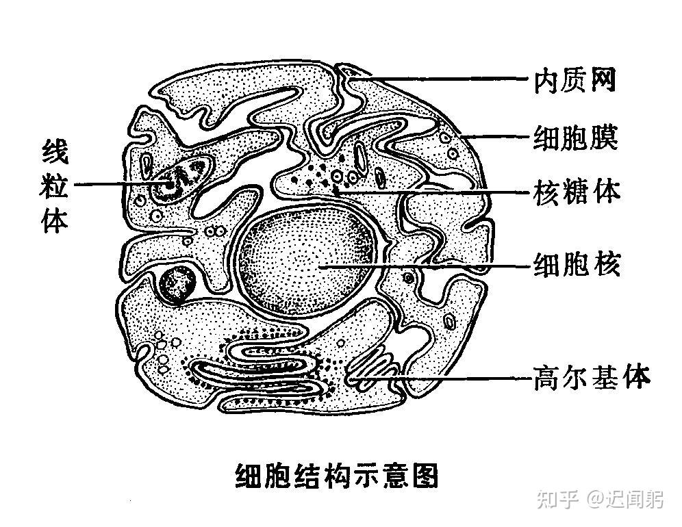 人体表皮细胞结构图图片