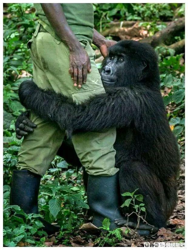 詹姆斯黑猩猩图片