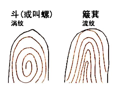 看看你们手指上的纹路是斗还是簸箕