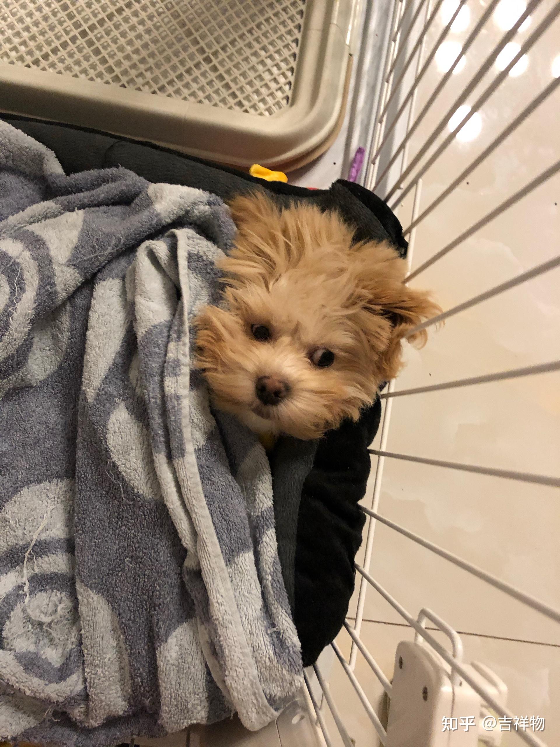 什么时候你觉得你家狗子是一只心机狗? - 知乎