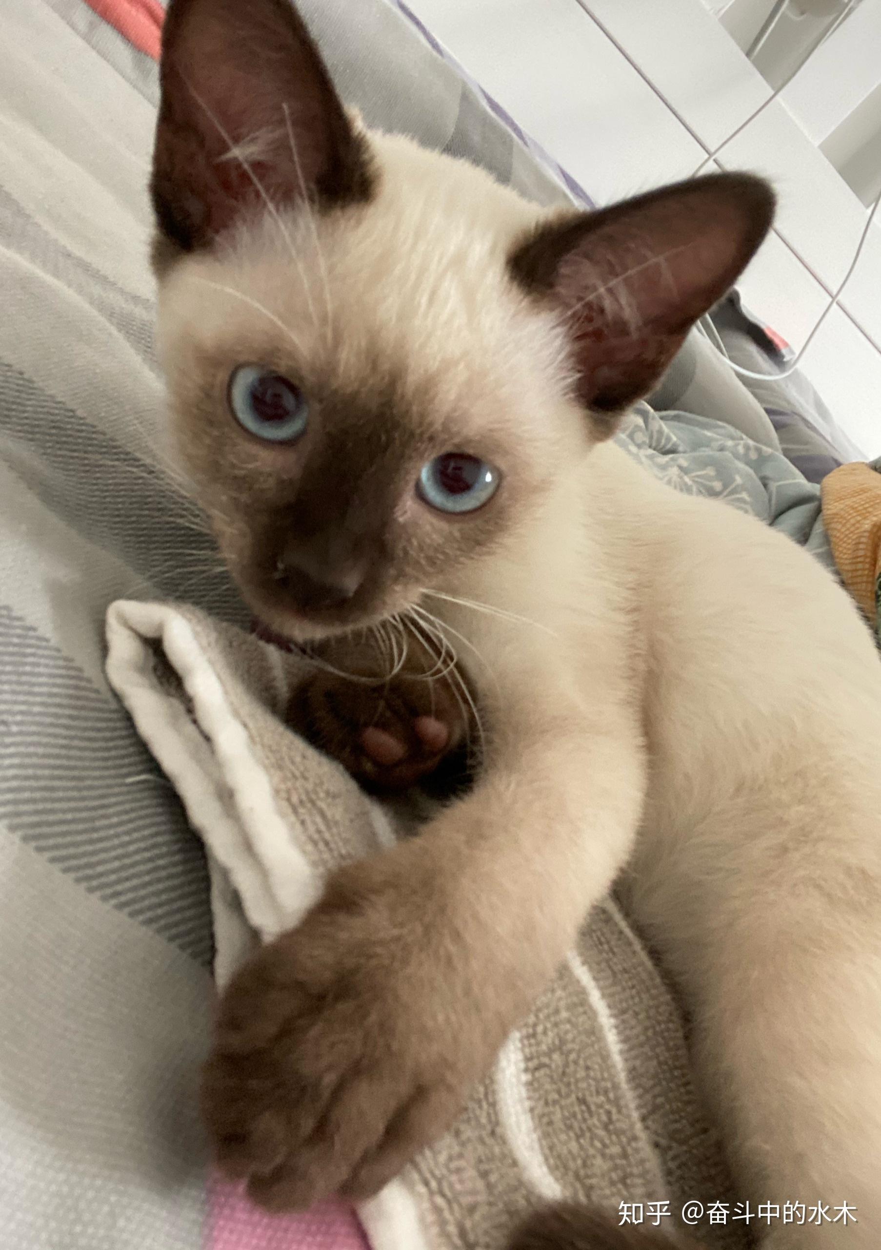 暹罗猫6个月体重3.6斤正常吗?喂的go九种肉,每天定时定量40多克左右?