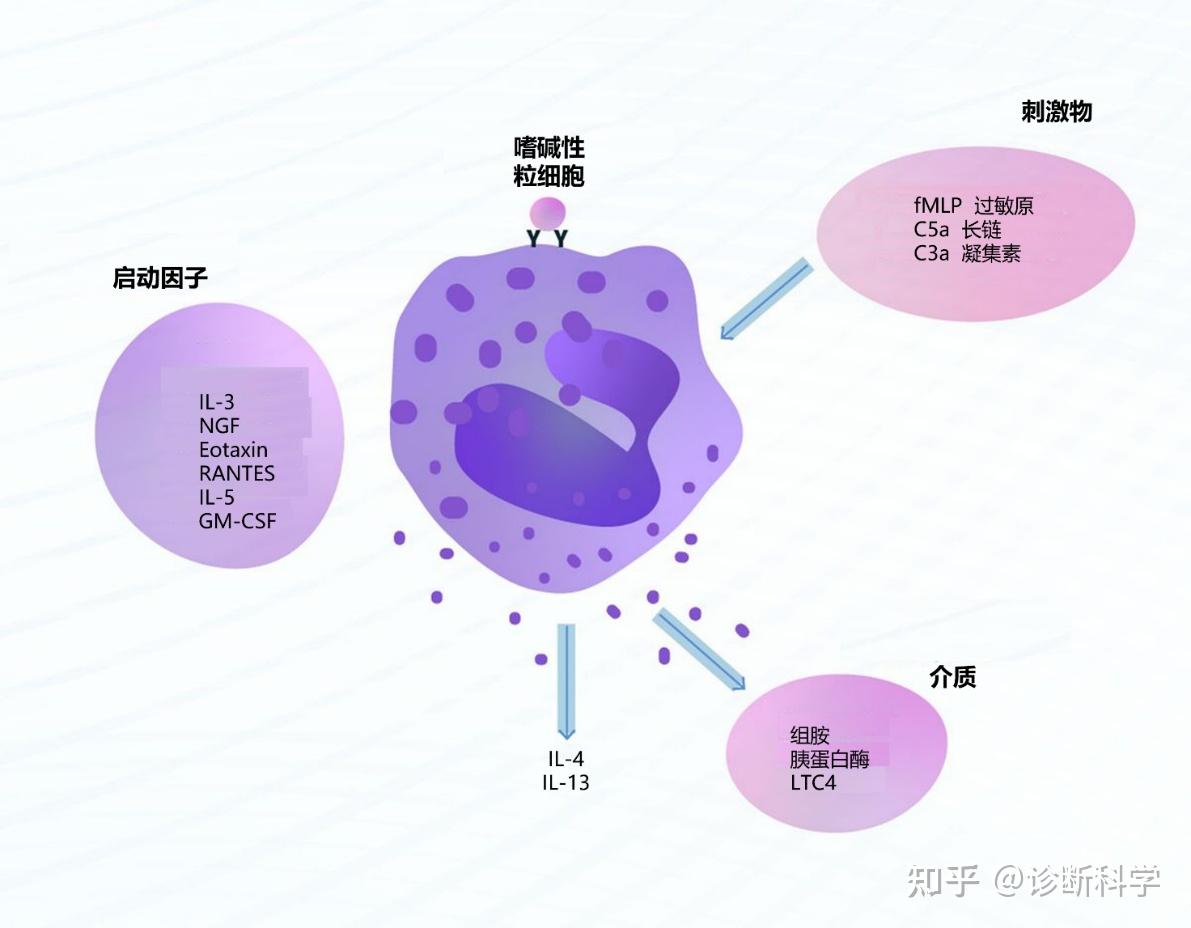 嗜碱性粒细胞作用 知乎