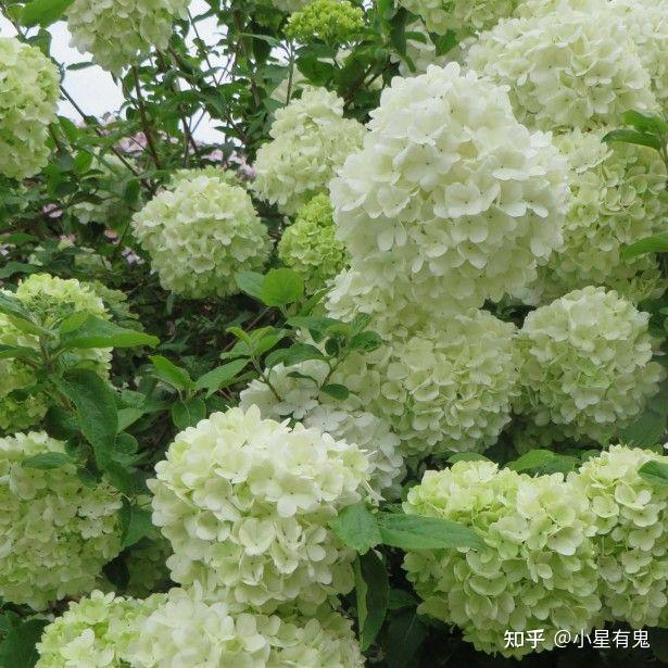 这个像绣球花一样的是什么植物?