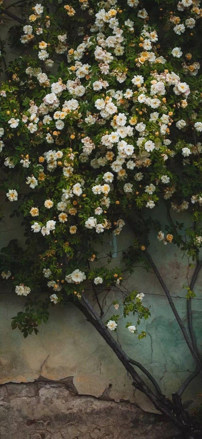 有什么美到极致的绿色壁纸?(绿色壁纸好看卡通动漫)