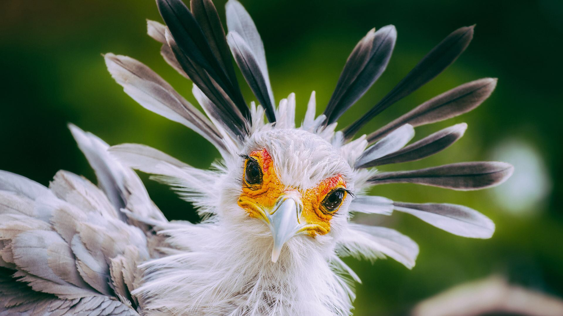 蛇鹫眼睛为什么会变色