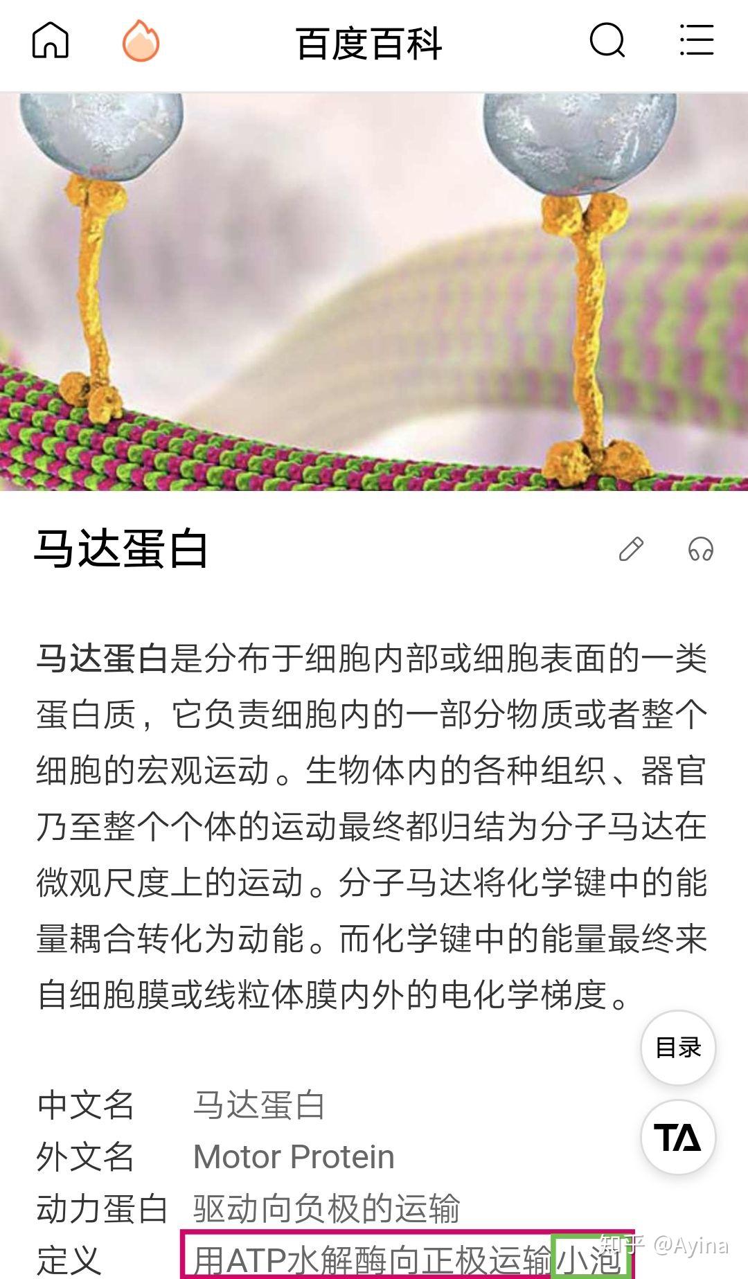 这个是真的吗这是一个肌球蛋白拖着一个内啡肽走在一个单纤维上然后大