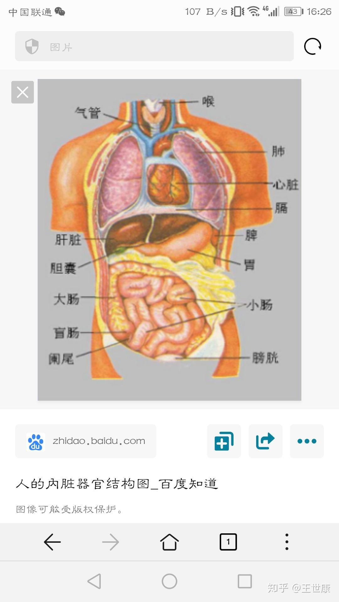 肝在人体哪个位置