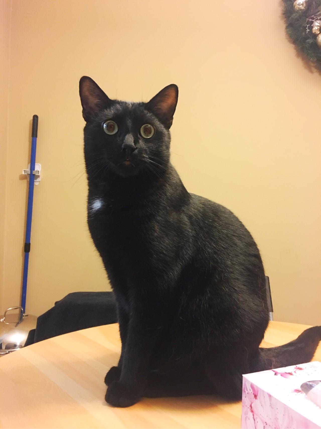 养孟加拉豹猫是什么体验