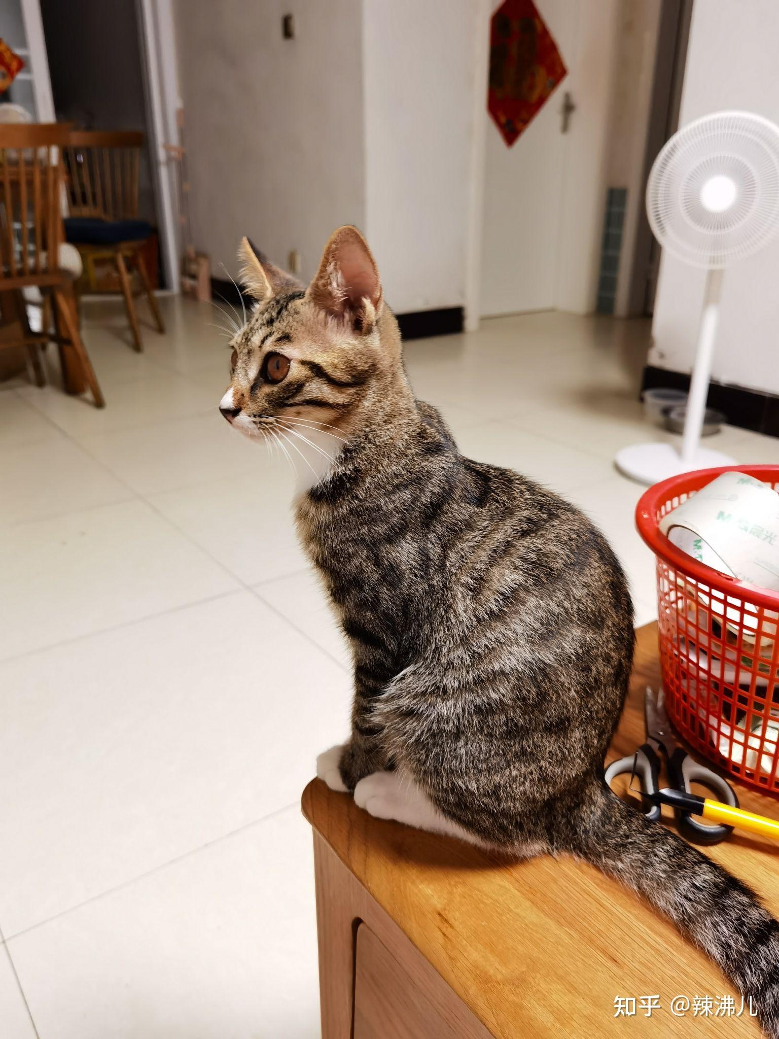 狸花猫的颜值有多高? - 知乎