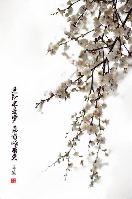 「遥知不是雪,为有暗香来」中的「为」怎么读? - 知乎