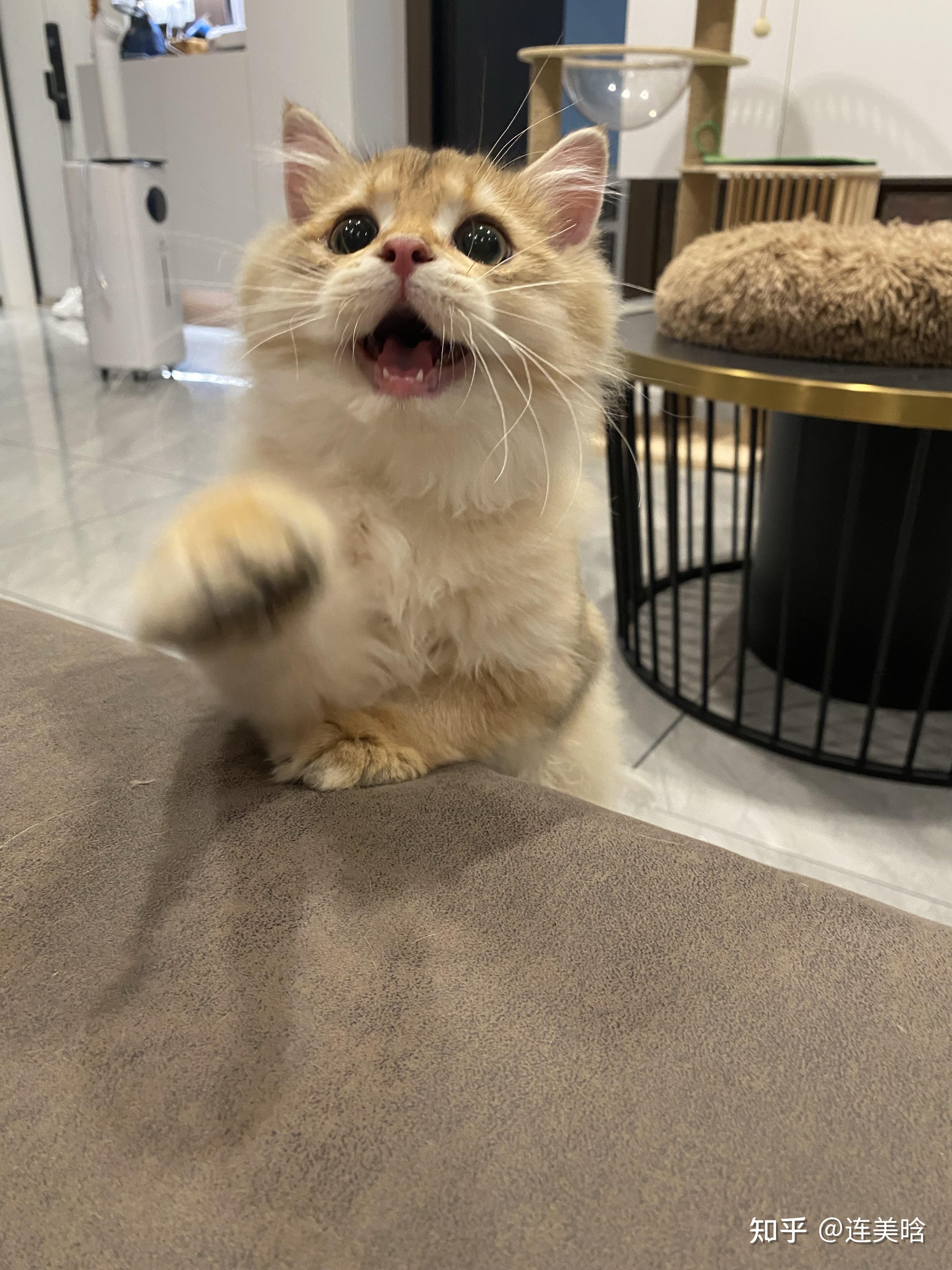 请问这是巧克力色by12金渐层吗