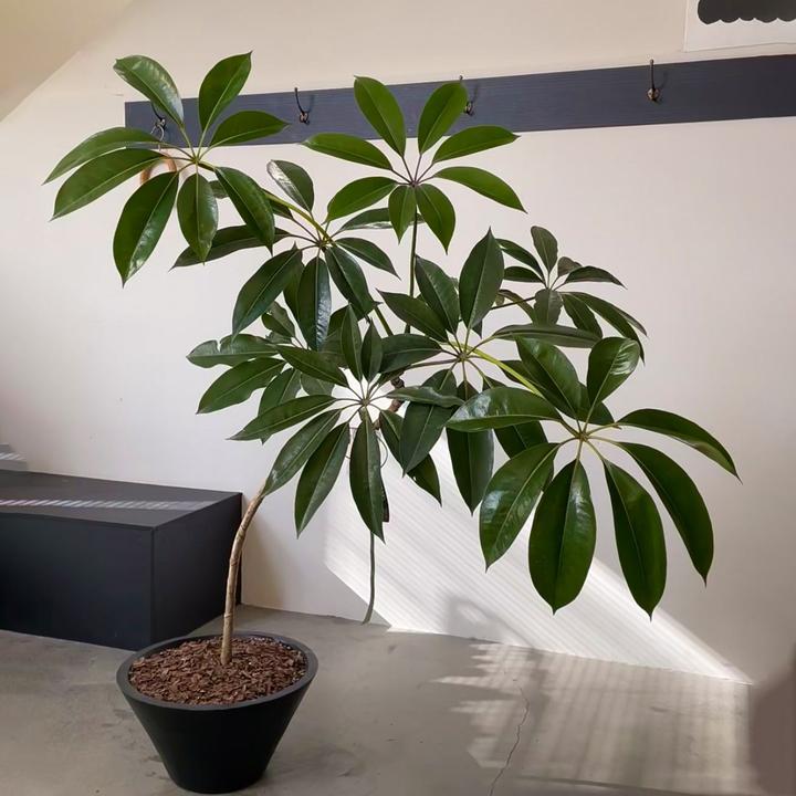 植遇(大叶伞篇)