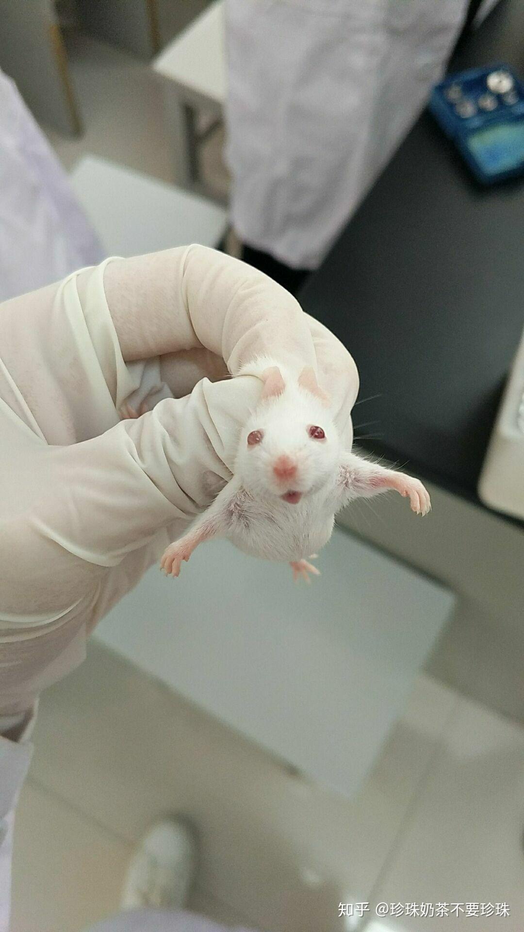 医学生们在做实验时有想过偷一只小白鼠回去养吗? - 知乎